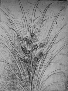 Kwitnące sitowie, ok. 1480 1945 autorstwa Leonardo da Vinci
