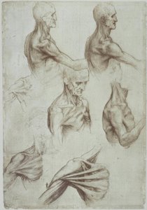 Leonardo / mięśnie szyi i ramion / f. 136v autorstwa Leonardo da Vinci