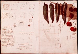Notatki i szkice botaniki i geometrii. Rysunek na podwójnej stronie rękopisu Leonarda da Vinci (Leonardo da Vinci) (1452-1519) autorstwa Leonardo da Vinci