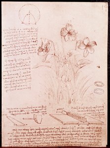 Notatki i szkice botaniki i geometrii: narcyz. Rysunek na podwójnej stronie rękopisu Leonarda da Vinci (Leonardo da Vinci) (1452-1519) autorstwa Leonardo da Vinci