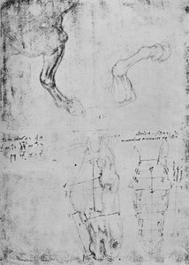 Badania przednich łap koni i zmierzone rysunki głów koni, c1480 1945 autorstwa Leonardo da Vinci