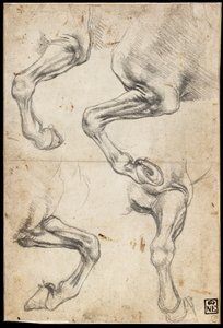 Badania końskiej nogi autorstwa Leonardo da Vinci