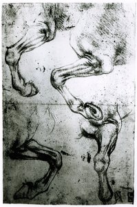 Badania nóg konia (pióro i atrament na papierze) autorstwa Leonardo da Vinci