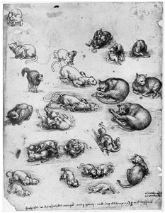 Badania kotów, 1513-1515 1954 autorstwa Leonardo da Vinci