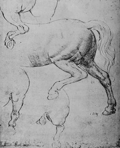 Badania ćwiartek tylnych i łap tylnych konia, ok. 1480 1945 r autorstwa Leonardo da Vinci