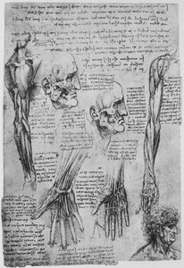 Badania mięśni twarzy i ramion, ok. 1480 1945 r autorstwa Leonardo da Vinci