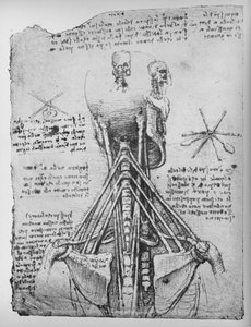 Studium szkieletu z tyłu, ukazujące ścięgna szyi, c1480 1945 autorstwa Leonardo da Vinci