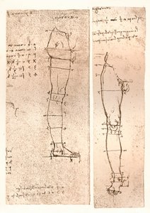 Dwa rysunki ilustrujące teorię proporcji postaci ludzkiej, c1472-c1519 1883 autorstwa Leonardo da Vinci