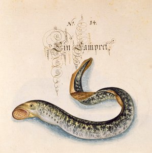 Dodaj 6485 f.50 Minóg morski