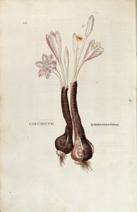 Krokus jesienny (Autumn Colchicum) Leonharta Fuchsa z De historia stirpium commentarii insignes (Niezwykłe komentarze do historii roślin), kolorowy grawer autorstwa Leonhard Fuchs
