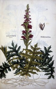 Talerz botaniczny: Acanthus lub Acanthus - w „Historii komentarzy stripium” Leonharta Fuchsa autorstwa Leonhard Fuchs
