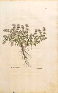 Breckland lub Dziki Tymianek (Thymus serpyllum), kolorowy grawer Leonharta Fuchs