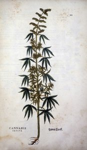 Cannabis Sativa (uprawa konopi) – w „Historii rasizmu” Leonharta Fuchsa