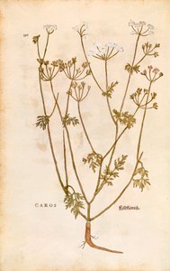 Kminek - Carum carvi (Caros) autorstwa Leonharta Fuchsa z De historia stirpium commentarii insignes (Notable Commentaries on the History of Plants) rycina kolorowana