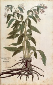 Żywokost lekarski - Symphytum officinale (Symphytum magnus) Leonharta Fuchsa z De historia stirpium commentarii insignes (Wybitne komentarze do historii roślin), kolorowy grawer autorstwa Leonhard Fuchs