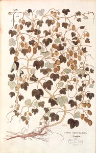 Chmiel pospolity - Humulus lupulus (Lupus salictarius) Leonharta Fuchsa z De historia stirpium commentarii insignes (Wybitne komentarze do historii roślin) barwiony grawerunek