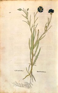 Chaber bławatek (Centaurea cyanus) Leonharta Fuchsa z De historia stirpium commentarii insignes (Wybitne komentarze do historii roślin), grawerowanie barwne