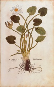 Europejska biała lilia wodna lub biały lotos - Nymphaea alba (Nymphaea candida) Leonharta Fuchsa z De historia stirpium commentarii insignes (Wybitne komentarze do historii roślin), kolorowy grawer