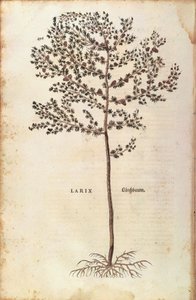 Modrzew europejski (Larix decidua) Leonharta Fuchsa z De historia stirpium commentarii insignes (Notable Comments on the History of Plants) barwny grawerunek