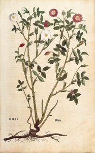 Róża zimozielona (Rosa sempervirens) Leonharta Fuchsa z De historia stirpium commentarii insignes (Wybitne komentarze do historii roślin), grawerowana kolorowo