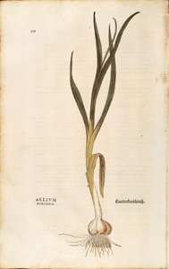Czosnek - Allium sativum (Allium hortense) autorstwa Leonharta Fuchsa z De historia stirpium commentarii insignes (Notable Commentaries on the History of Plants), rycina kolorowana