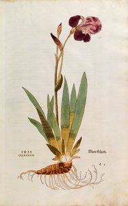 Irys niemiecki - Iris florentina (Iris germanica) Leonharta Fuchsa z De historia stirpium commentarii insignes (Wybitne komentarze do historii roślin), grawerowanie barwne