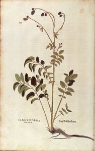 Sanguisorba officinalis (Sanguisorba major) autorstwa Leonharta Fuchsa z De historia stirpium commentarii insignes (Notable Commentaries on the History of Plants) rycina kolorowana autorstwa Leonhard Fuchs