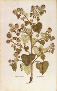 Łopian większy - Arctium lappa (Personatia) Leonharta Fuchsa z De historia stirpium commentarii insignes (Wybitne komentarze do historii roślin), kolorowy grawer