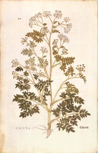 Cykuta - Conium maculatum (Cicuta) Leonharta Fuchsa z De historia stirpium commentarii insignes (Wybitne komentarze do historii roślin), grawerowanie barwne autorstwa Leonhard Fuchs