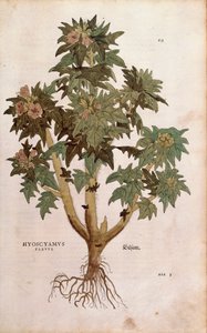 Henbane - Hyoscyamus niger (Hyoscyamus flavus ) Leonharta Fuchsa z De historia stirpium commentarii insignes (Wybitne komentarze do historii roślin) grawerowanie kolorowe autorstwa Leonhard Fuchs