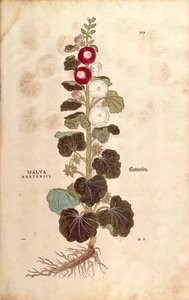 Malwa - Malvaceae - Alcea (Malva hortensis) autorstwa Leonharta Fuchsa z De historia stirpium commentarii insignes (Wybitne komentarze do historii roślin) grawerowana kolorowo autorstwa Leonhard Fuchs