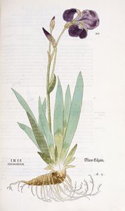 Irys Germanica, 1542