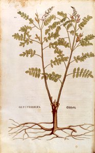 Lukrecja lub lukrecja (Glycyrrhiza glabra) Leonharta Fuchsa z De historia stirpium commentarii insignes (Wybitne komentarze do historii roślin) kolorowy grawerunek autorstwa Leonhard Fuchs