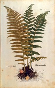 Samiec paproci (Dryopteris filix-mas) Leonharta Fuchsa z De historia stirpium commentarii insignes (Notable Comments on the History of Plants) barwny grawerunek