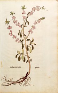 Mezereon - Daphne mezereum (Daphnoides) autorstwa Leonharta Fuchsa z De historia stirpium commentarii insignes (Wybitne komentarze do historii roślin), kolorowy grawer autorstwa Leonhard Fuchs