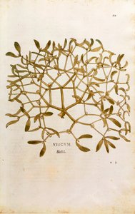 Jemioła (album Viscum) Leonharta Fuchsa z De historia stirpium commentarii insignes (Wybitne komentarze do historii roślin) grawerowana kolorowo autorstwa Leonhard Fuchs