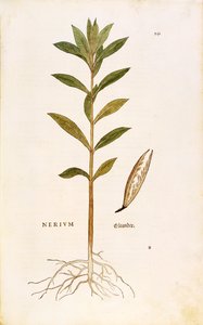 Oleander (Nerium oleander) – Leonhart Fuchs z De historia stirpium commentarii insignes (Wybitne komentarze do historii roślin), grawerowanie barwne autorstwa Leonhard Fuchs