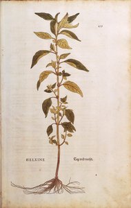 Parietaria officinalis (Helxine) Leonharta Fuchsa z De historia stirpium commentarii insignes (Notable Commentaries on the History of Plants) rycina kolorowana autorstwa Leonhard Fuchs
