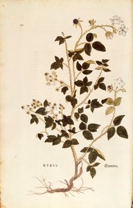 Tabliczka: Dewberry (Rubus) Leonharta Fuchsa z De historia stirpium commentarii insignes (Wybitne komentarze do historii roślin), grawerowana kolorowo autorstwa Leonhard Fuchs