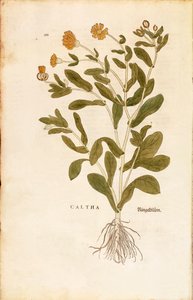Nagietek lekarski - Calendula officinalis (Caltha) autorstwa Leonharta Fuchsa z De historia stirpium commentarii insignes (Wybitne komentarze do historii roślin)