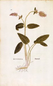 Fioletowy betony lub ziele biskupie - Stachys officinalis (Betonica) Leonharta Fuchsa z De historia stirpium commentarii insignes (Wybitne komentarze do historii roślin) barwny grawerunek