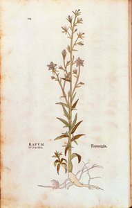 Campanula rapunculus (Rapum sylvestre) Leonharta Fuchsa z De historia stirpium commentarii insignes (Notable Commentaries on the History of Plants) rycina kolorowana