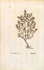 Świetlik czerwony (Euphrasia officinalis) Leonharta Fuchsa z De historia stirpium commentarii insignes (Notable Comments on the History of Plants) barwny grawerunek