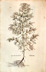 Rozmaryn, Rosmarinus Officinalis (Rosmarinus). kolorowe grawerowanie