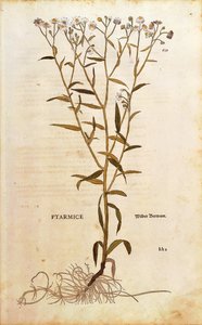 Sneezewort - Achillea ptarmica (Ptarmice) Leonharta Fuchsa z De historia stirpium commentarii insignes (Wybitne komentarze do historii roślin) kolorowy grawerunek autorstwa Leonhard Fuchs