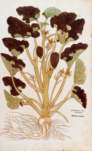 Tryskający ogórek - Ecballium elaterium (Cucumis sylvestris) Leonharta Fuchsa z kolorowego grawerunku De historia stirpium commentarii insignes (Wybitne komentarze do historii roślin)
