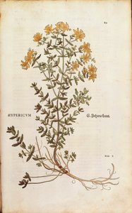 Ziele dziurawca (Hypericum perforatum) Leonharta Fuchsa z De historia stirpium commentarii insignes (Wybitne komentarze do historii roślin) grawerowanie barwne