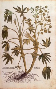 Ciemiernik cuchnący lub gnojowiec - Helleborus foetidus (Helleborus niger adulterinus sylvestris) autorstwa Leonharta Fuchsa z De historia stirpium commentarii insignes (Wybitne komentarze do historii roślin), grawerowanie barwne