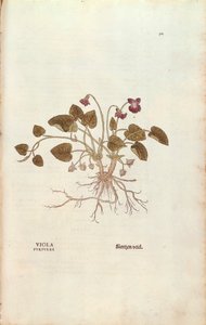 Fiolet (Viola odorata) Leonharta Fuchsa z De historia stirpium commentarii insignes (Wybitne komentarze do historii roślin), grawerowana kolorowo