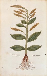 Ciemiernik biały - Veratrum album (Elleborus albus) Leonharta Fuchsa z De historia stirpium commentarii insignes (Notable Comments on the History of Plant), grawerowanie barwne autorstwa Leonhard Fuchs